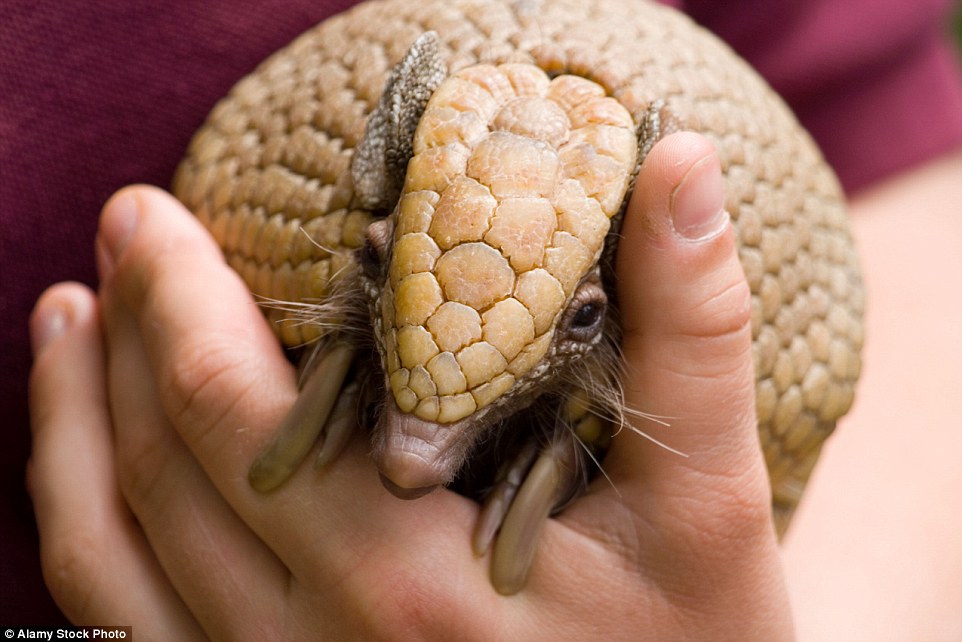 36B361F400000578-3711137-A_young_armadillo_photographed_at_Edinburgh_zoo-a-4_1469789970010.jpg