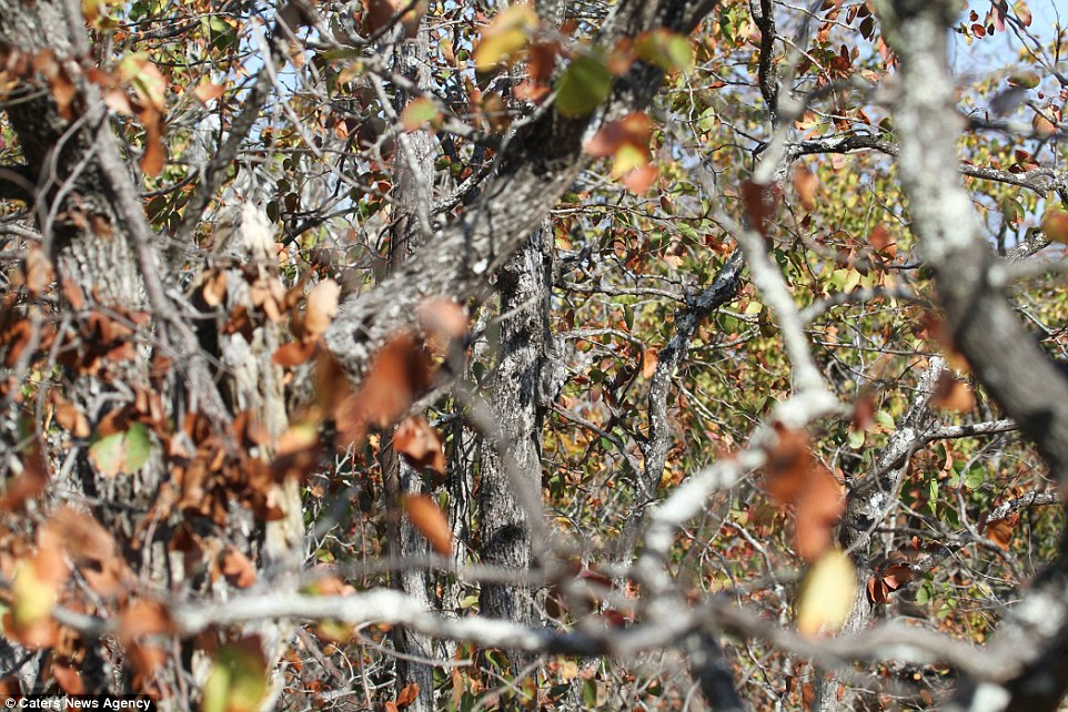 380DCCFB00000578-3779380-Can_you_spot_the_owl_The_camoflage_African_scops_owl_was_snapped-a-3_1473330486508.jpg