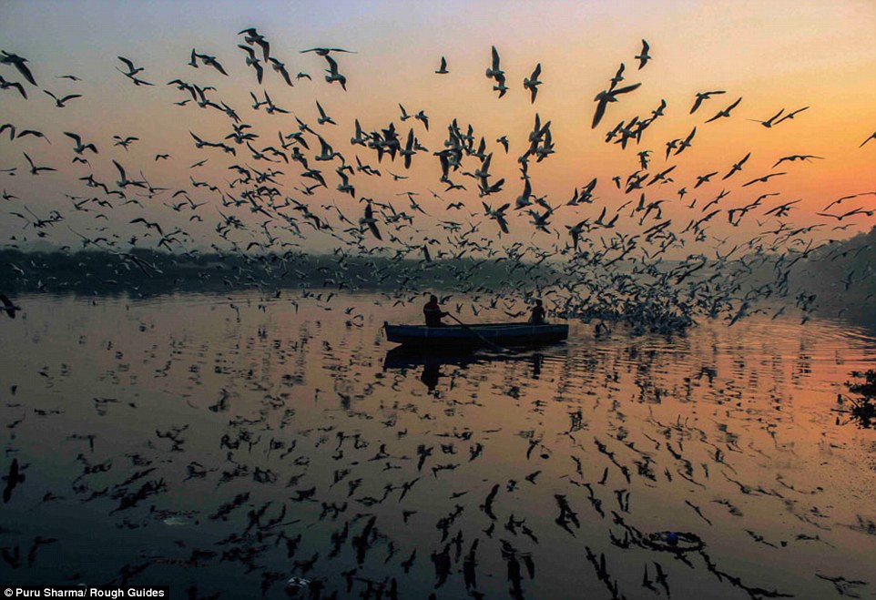 38A5C13A00000578-3800227-Flight_of_fancy_The_silhouette_of_dozens_of_birds_are_reflected_-a-53_1474468314024.jpg